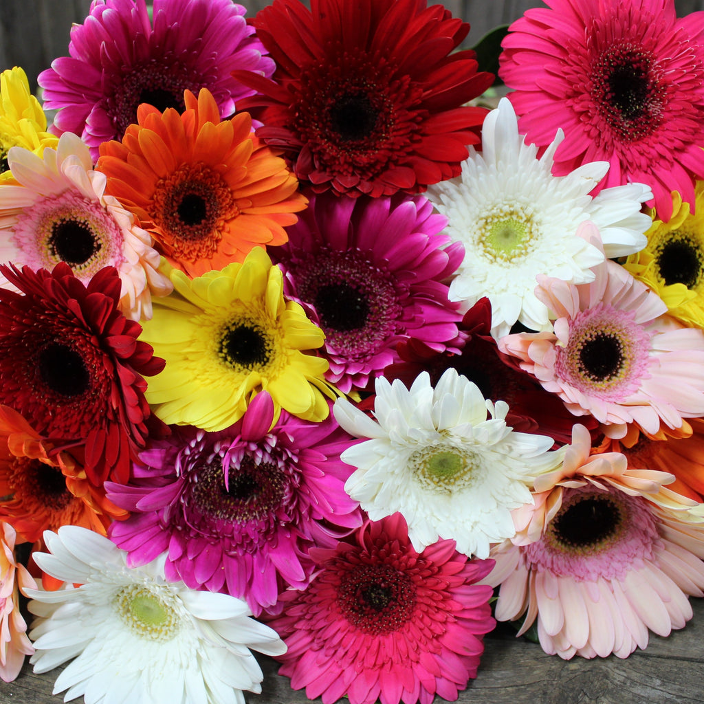 Gerberas, Gerberas, Gerberas