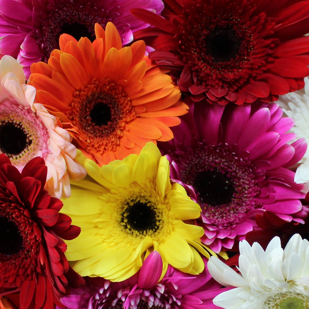 Gerberas, Gerberas, Gerberas