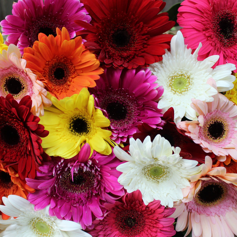 Gerberas, Gerberas, Gerberas Deluxe