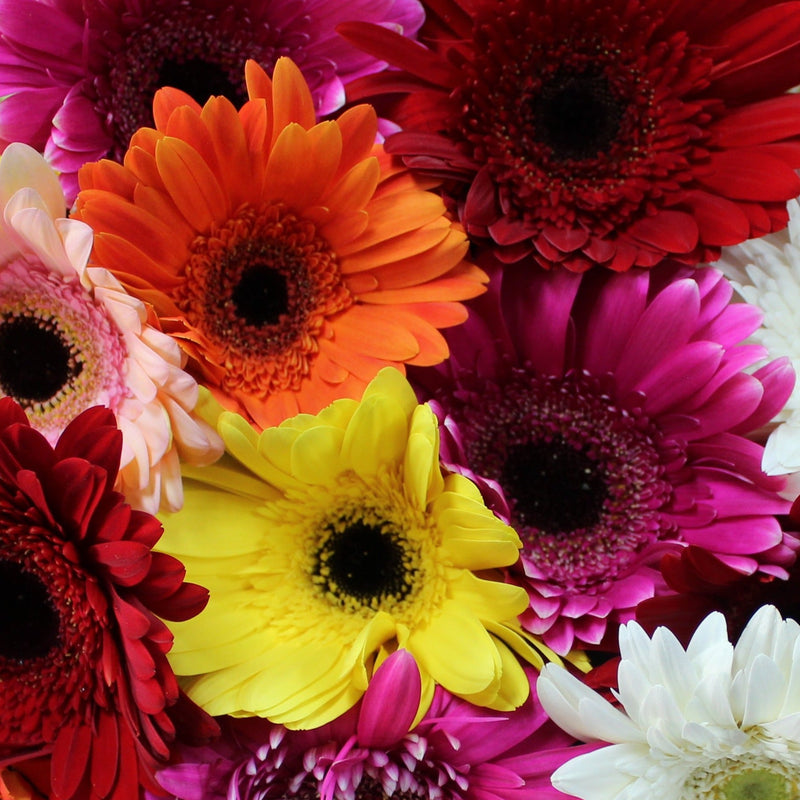 Gerberas, Gerberas, Gerberas